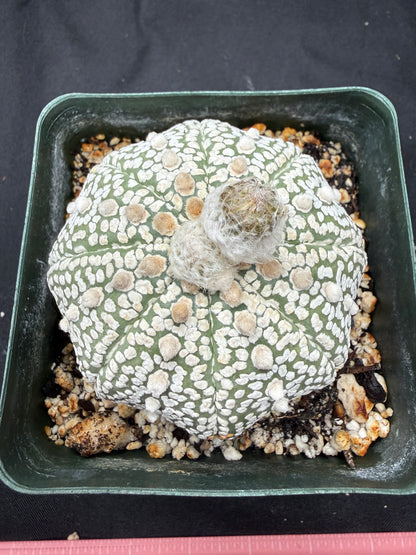 Astrophytum super kabuto very nice 821