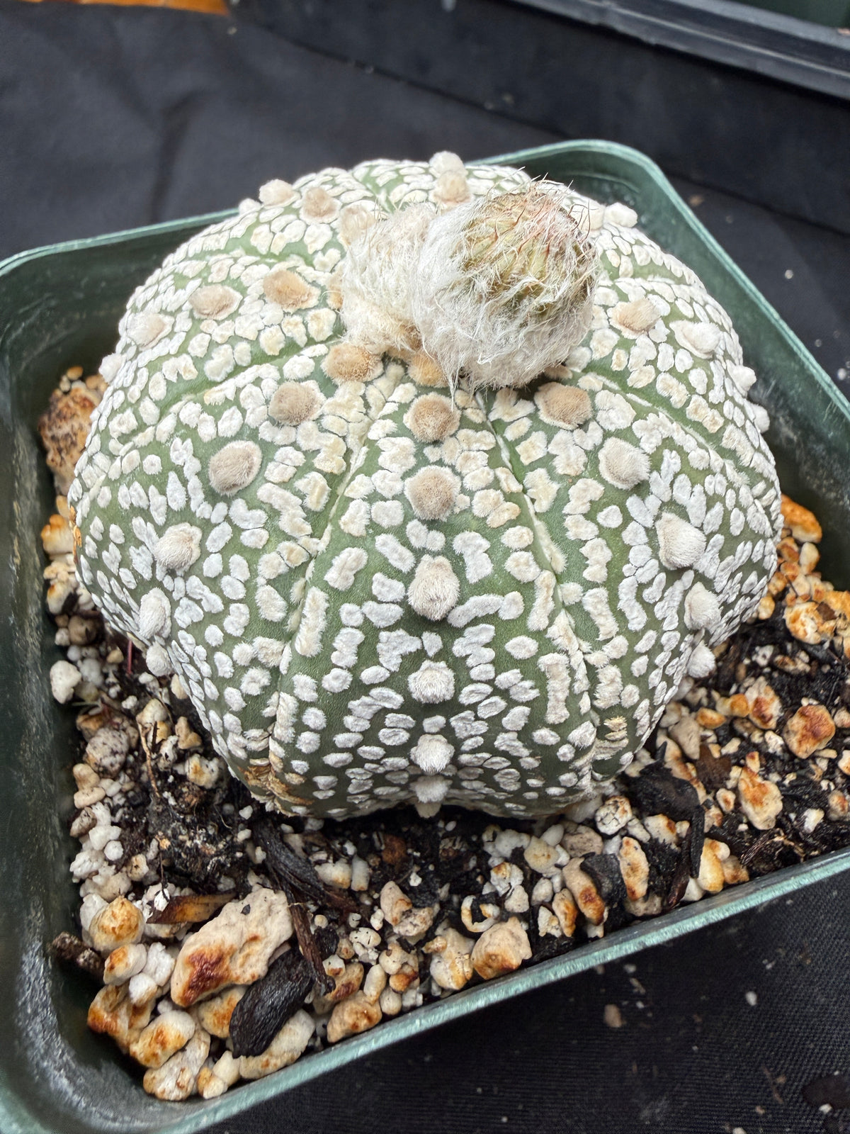 Astrophytum super kabuto very nice 821
