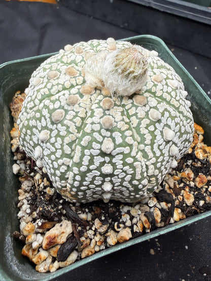 Astrophytum super kabuto very nice 821