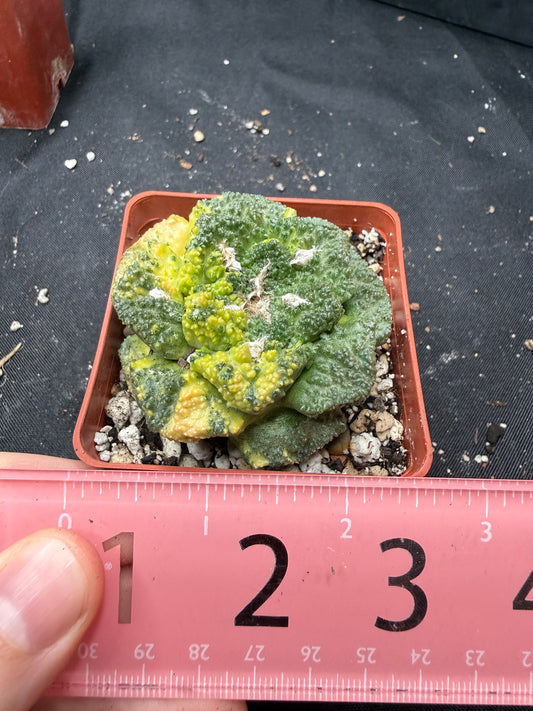 Ariocarpus Godzilla variegated on short graft 819