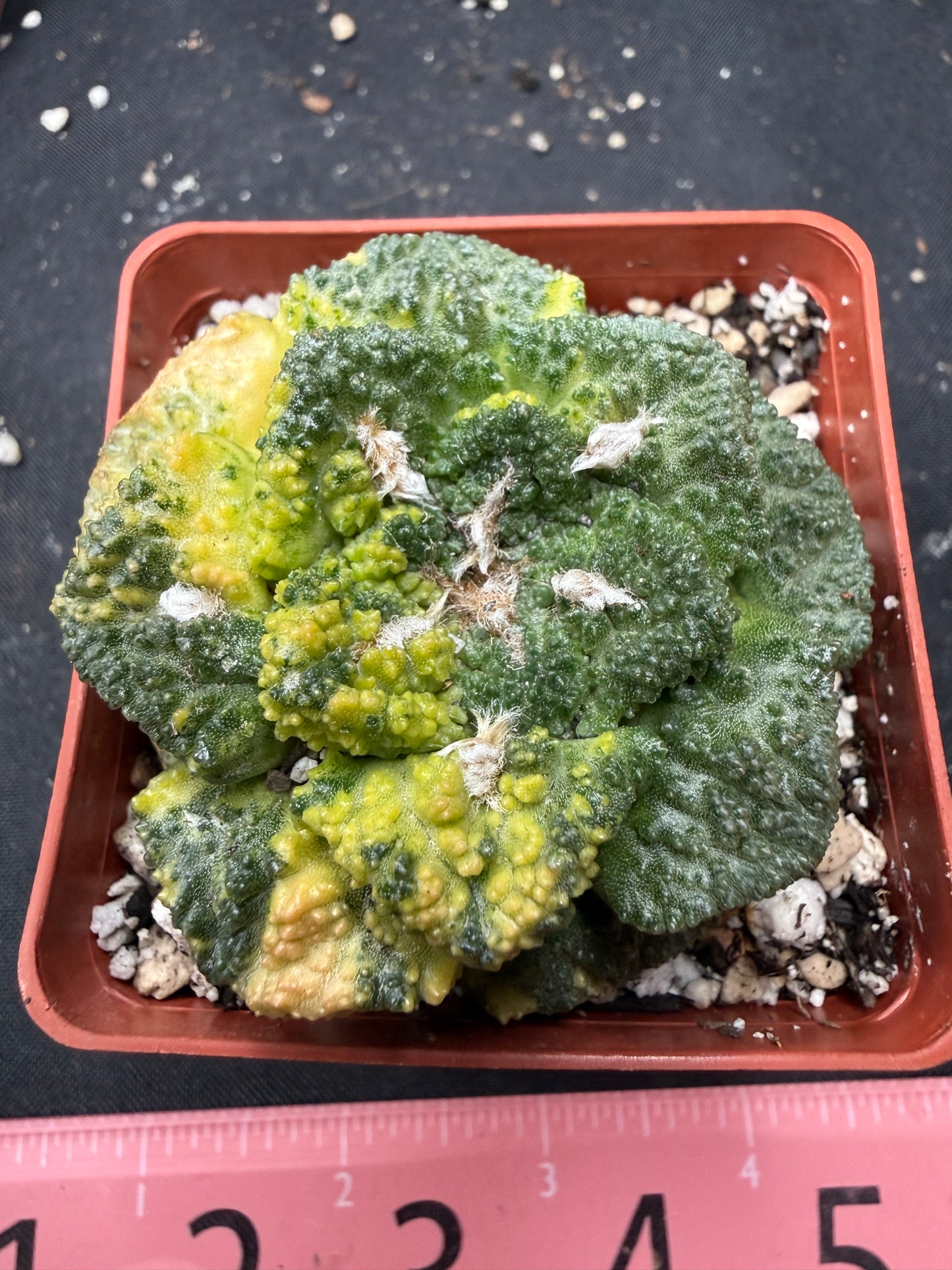 Ariocarpus Godzilla variegated on short graft 819