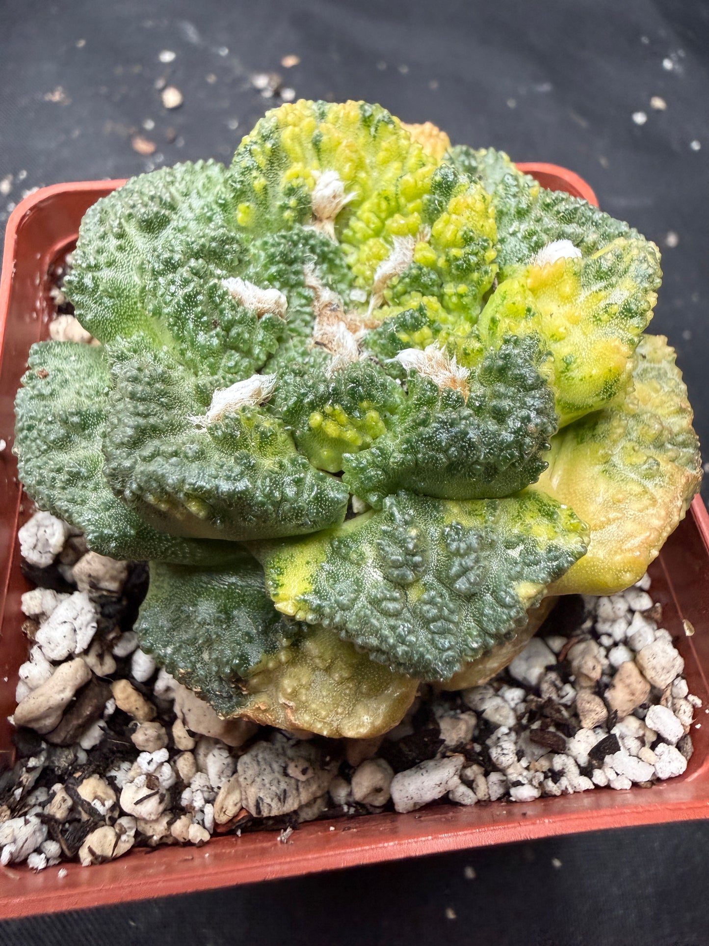 Ariocarpus Godzilla variegated on short graft 819