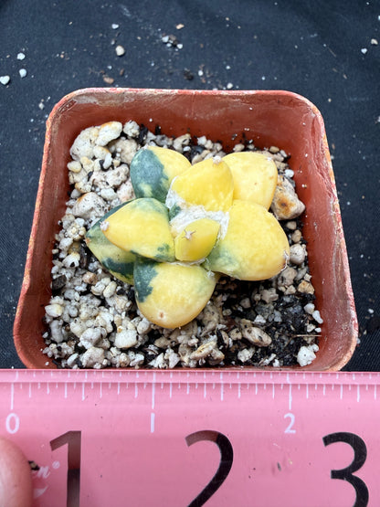Ariocarpus cauliflower variegated on short graft 817