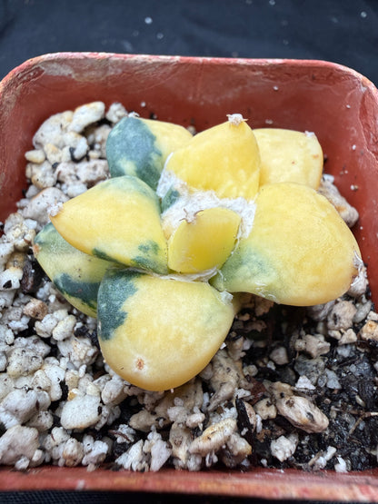 Ariocarpus cauliflower variegated on short graft 817