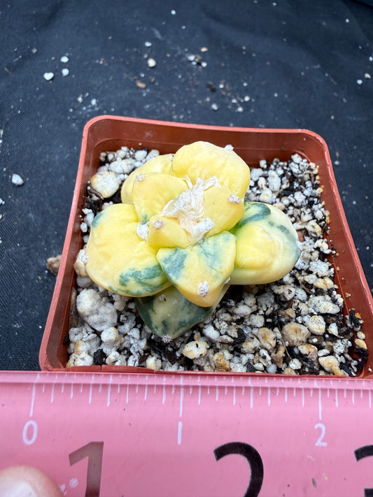 Ariocarpus cauliflower variegated on short graft 823