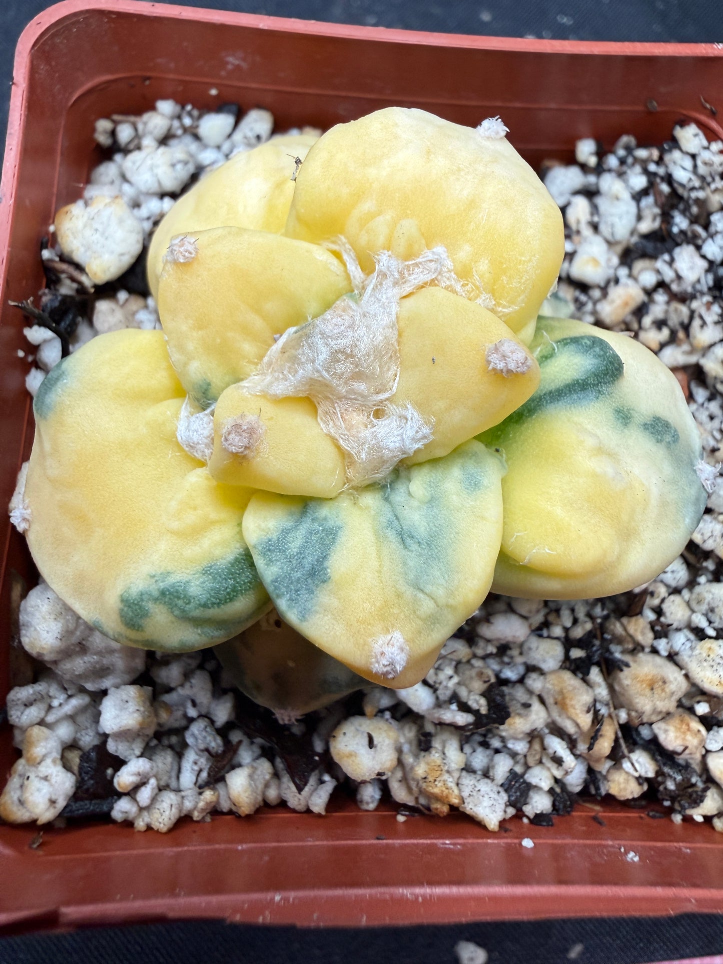 Ariocarpus cauliflower variegated on short graft 823
