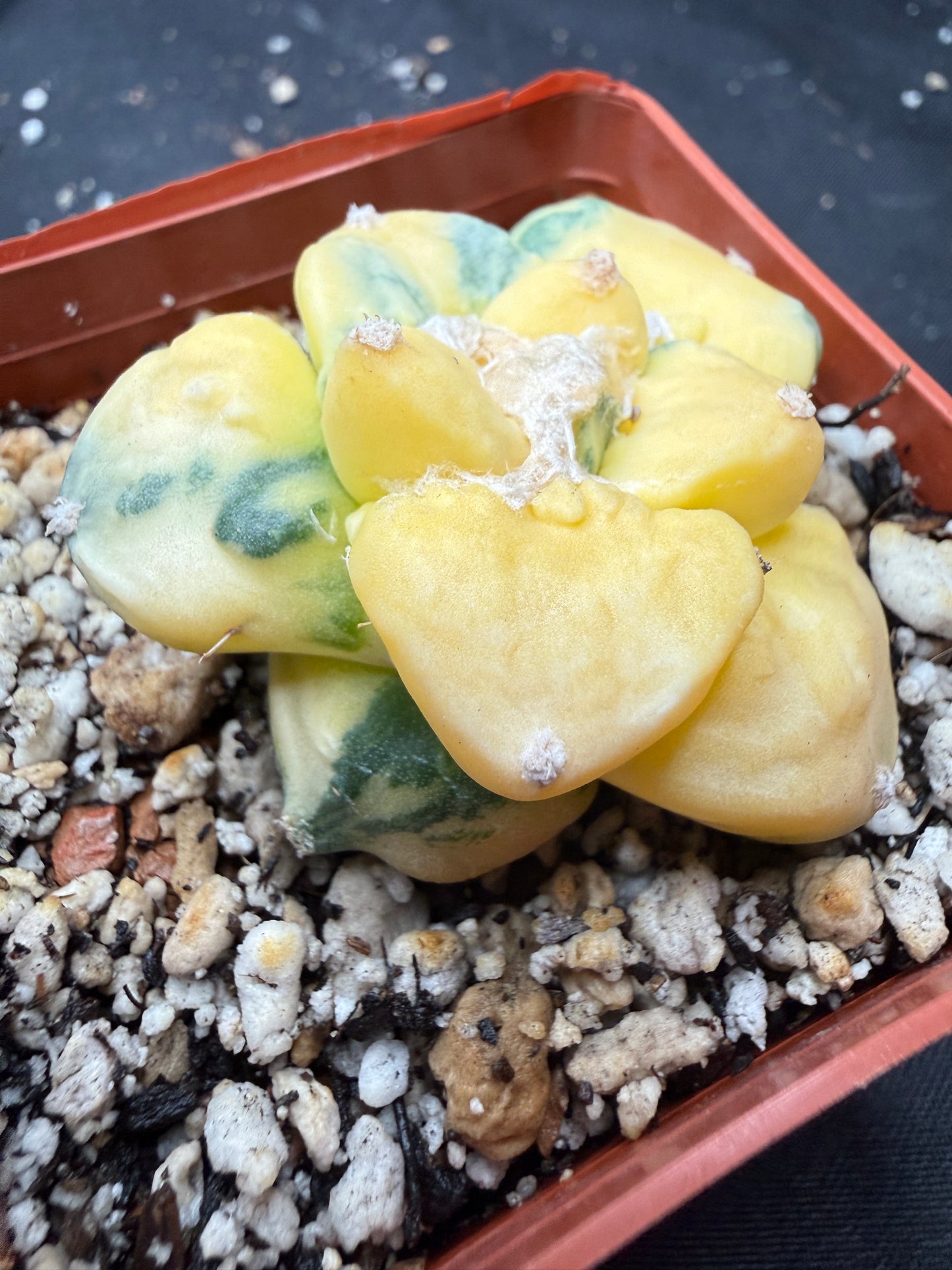 Ariocarpus cauliflower variegated on short graft 823