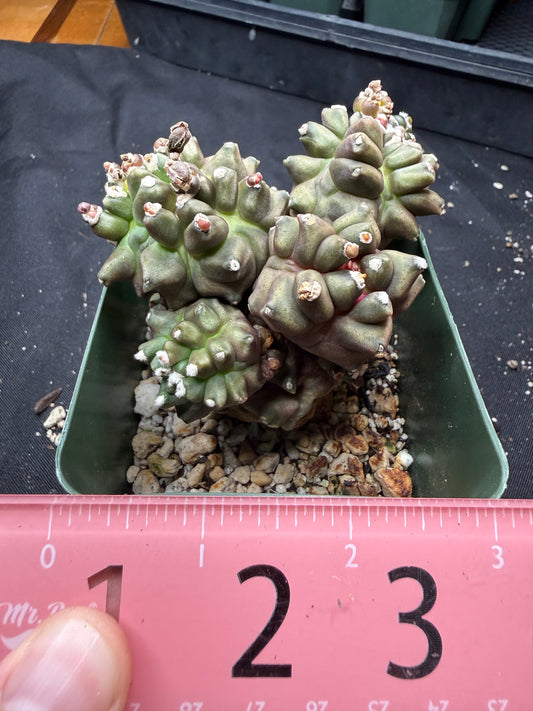 Gymnocalycium transformer monstrose 824