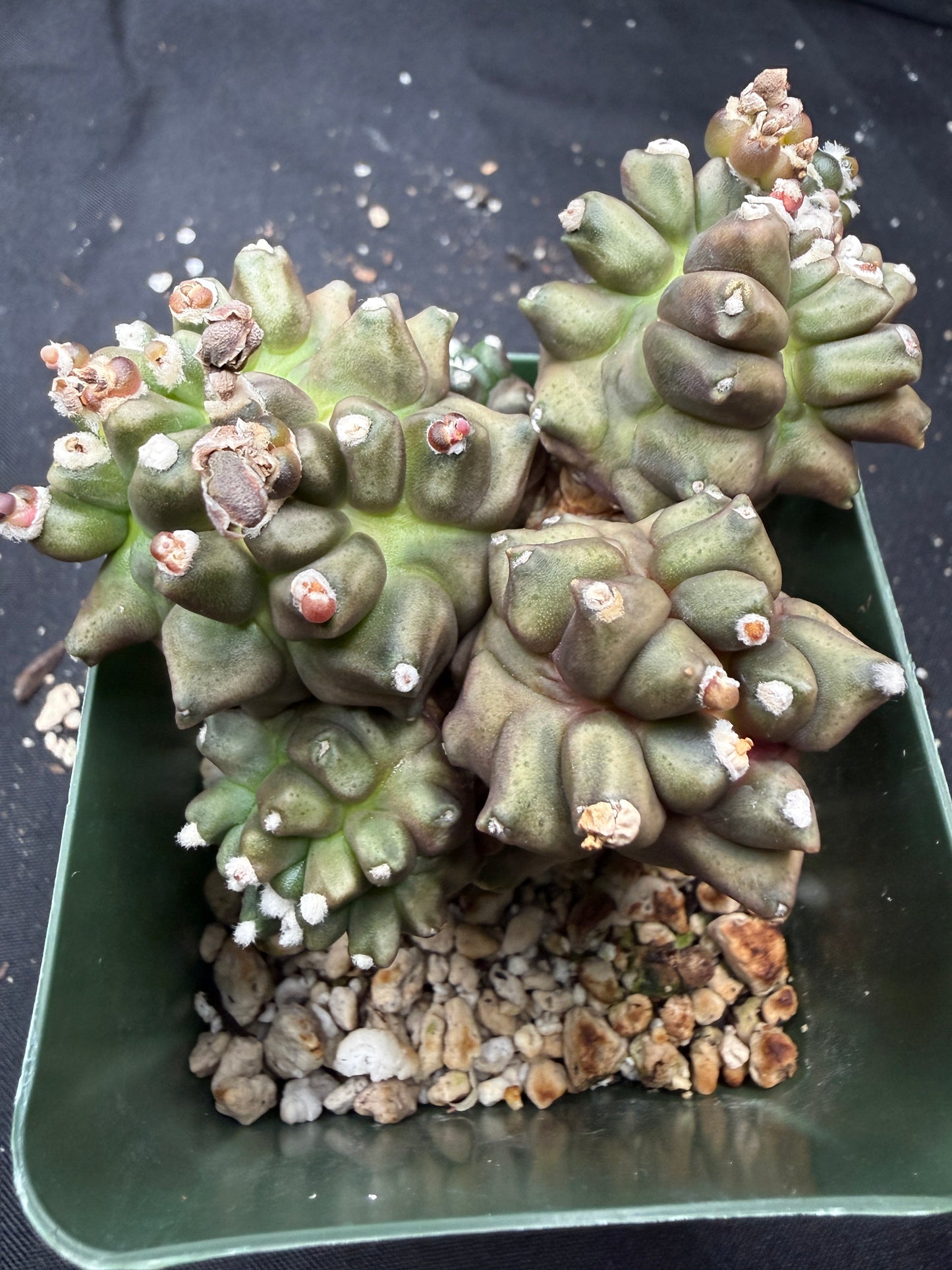 Gymnocalycium transformer monstrose 824