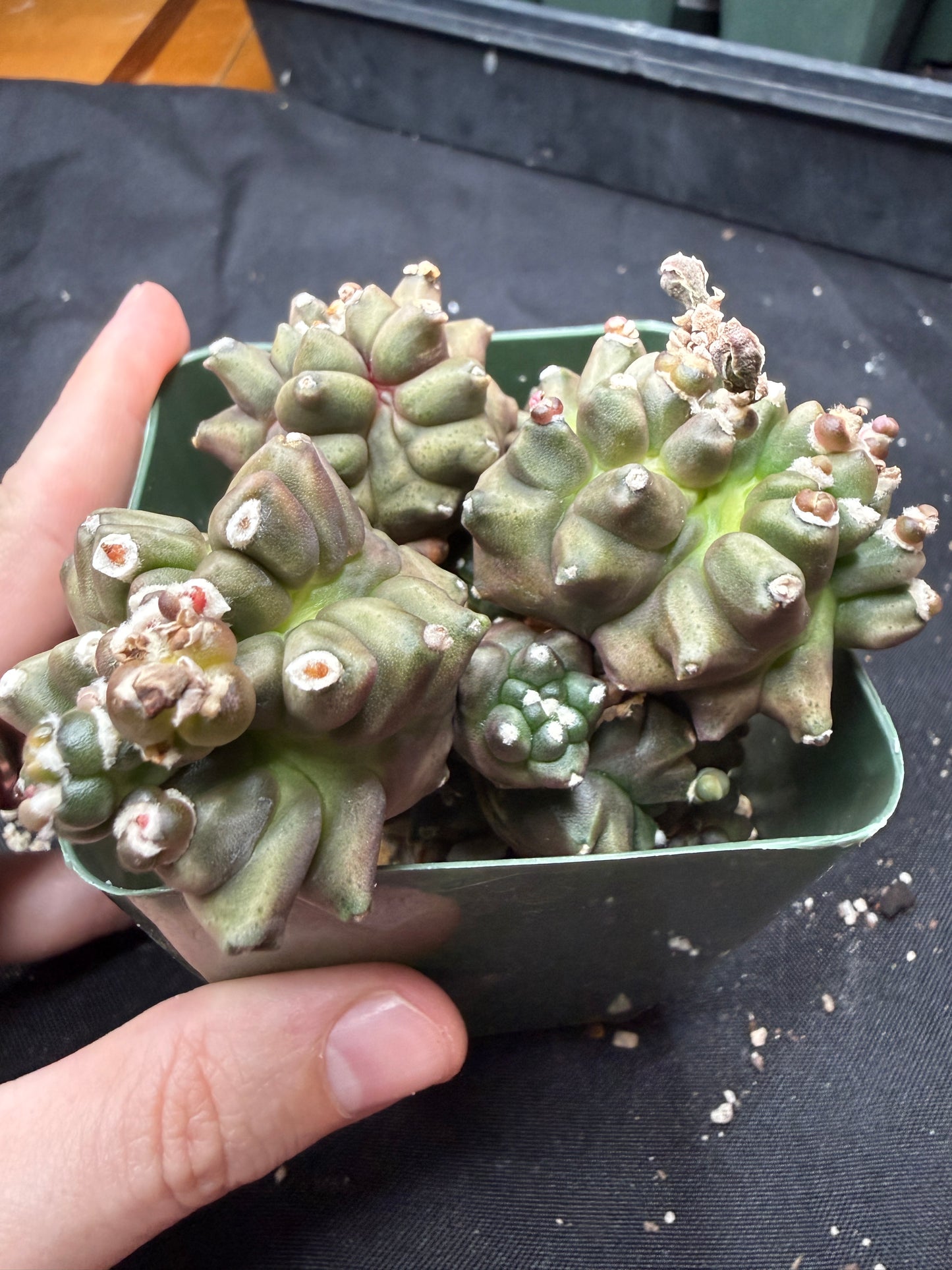 Gymnocalycium transformer monstrose 824