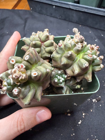 Gymnocalycium transformer monstrose 824