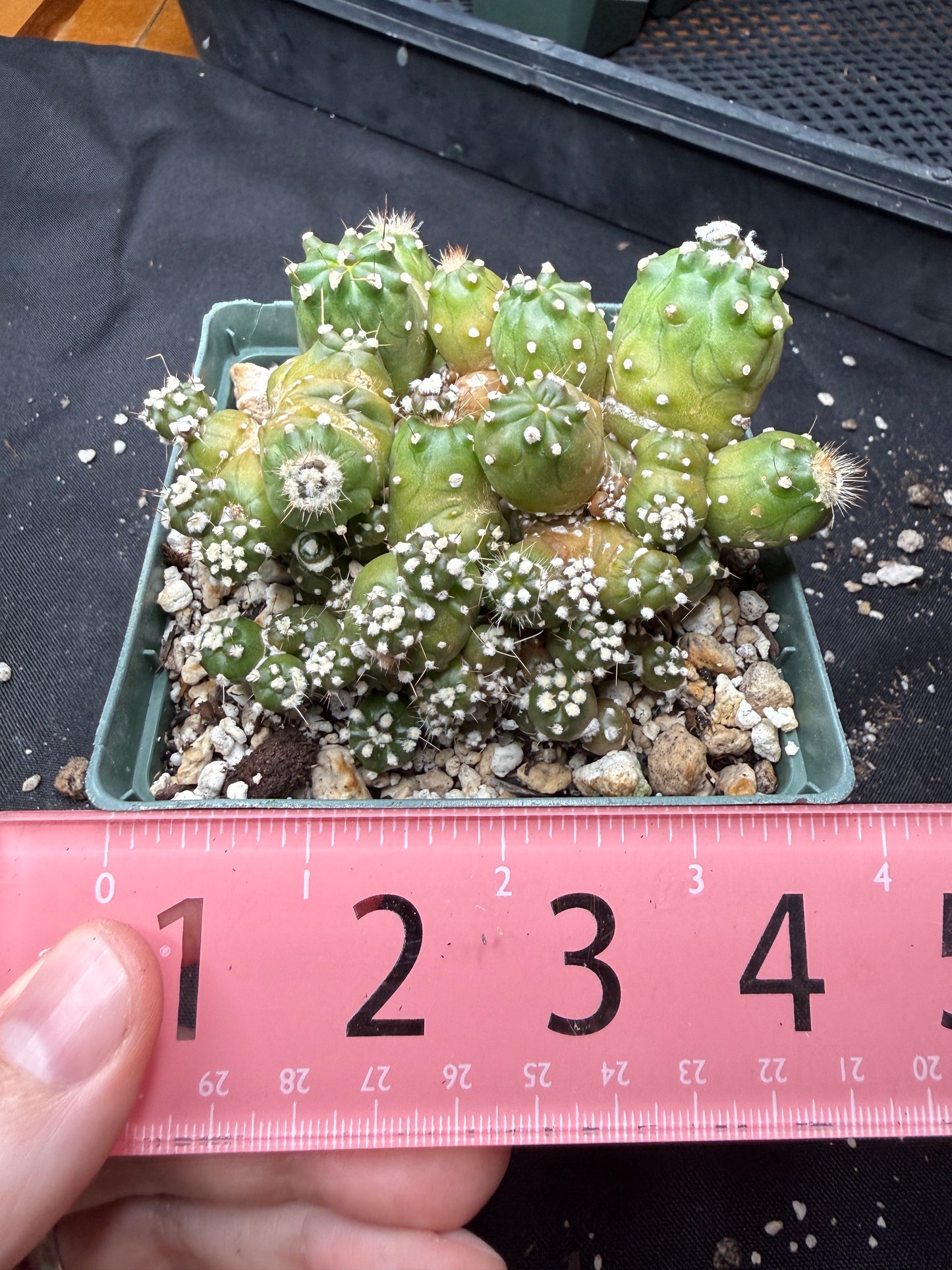 Echipnopsis monstrose stacker 1463
