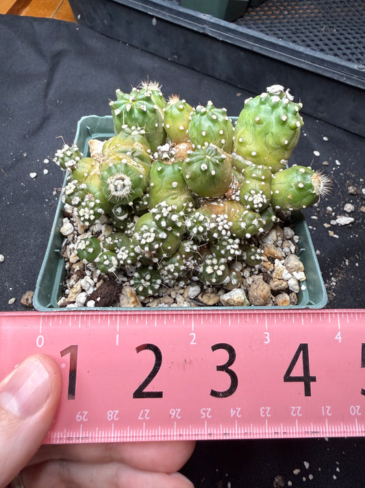 Echipnopsis monstrose stacker 1463