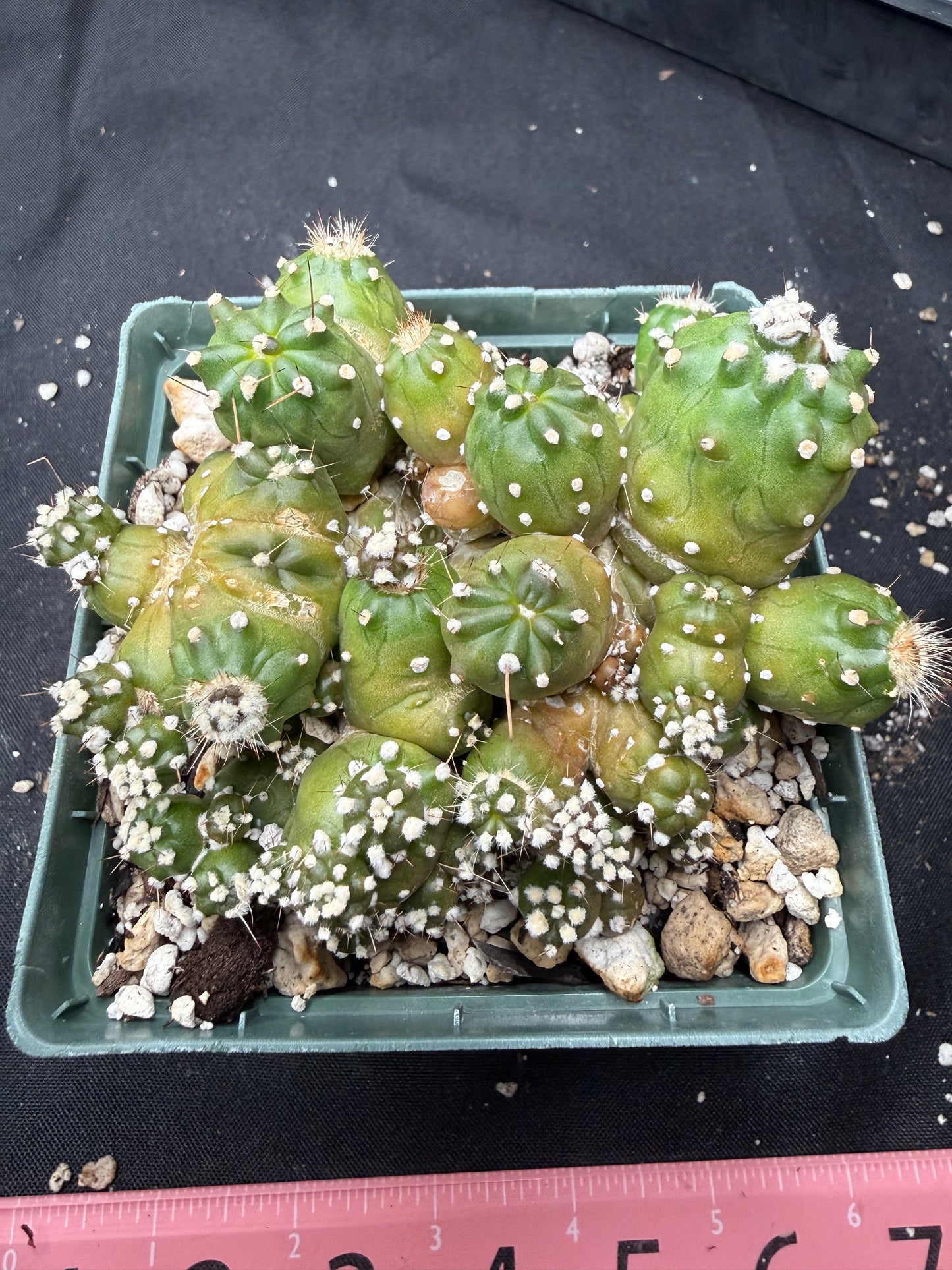 Echipnopsis monstrose stacker 1463
