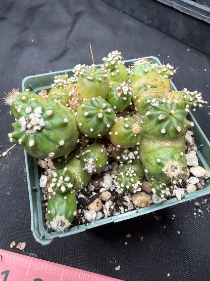 Echipnopsis monstrose stacker 1463
