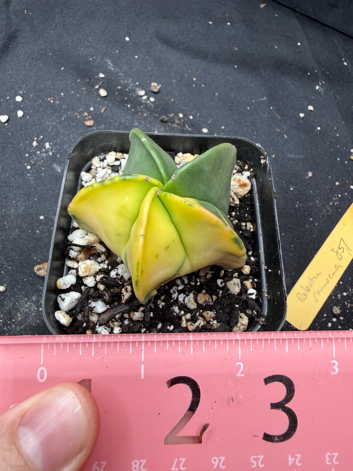Astrophytum myriostigma variegated 853