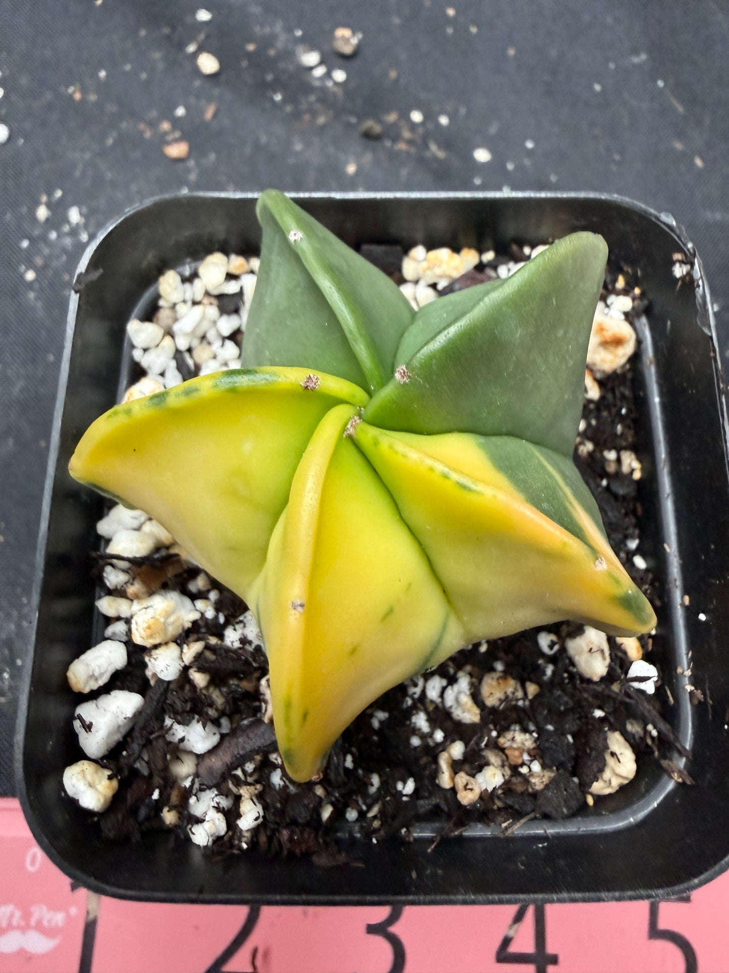 Astrophytum myriostigma variegated 853