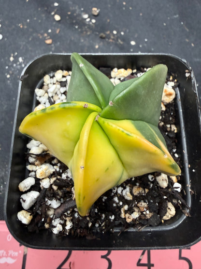 Astrophytum myriostigma variegated 853