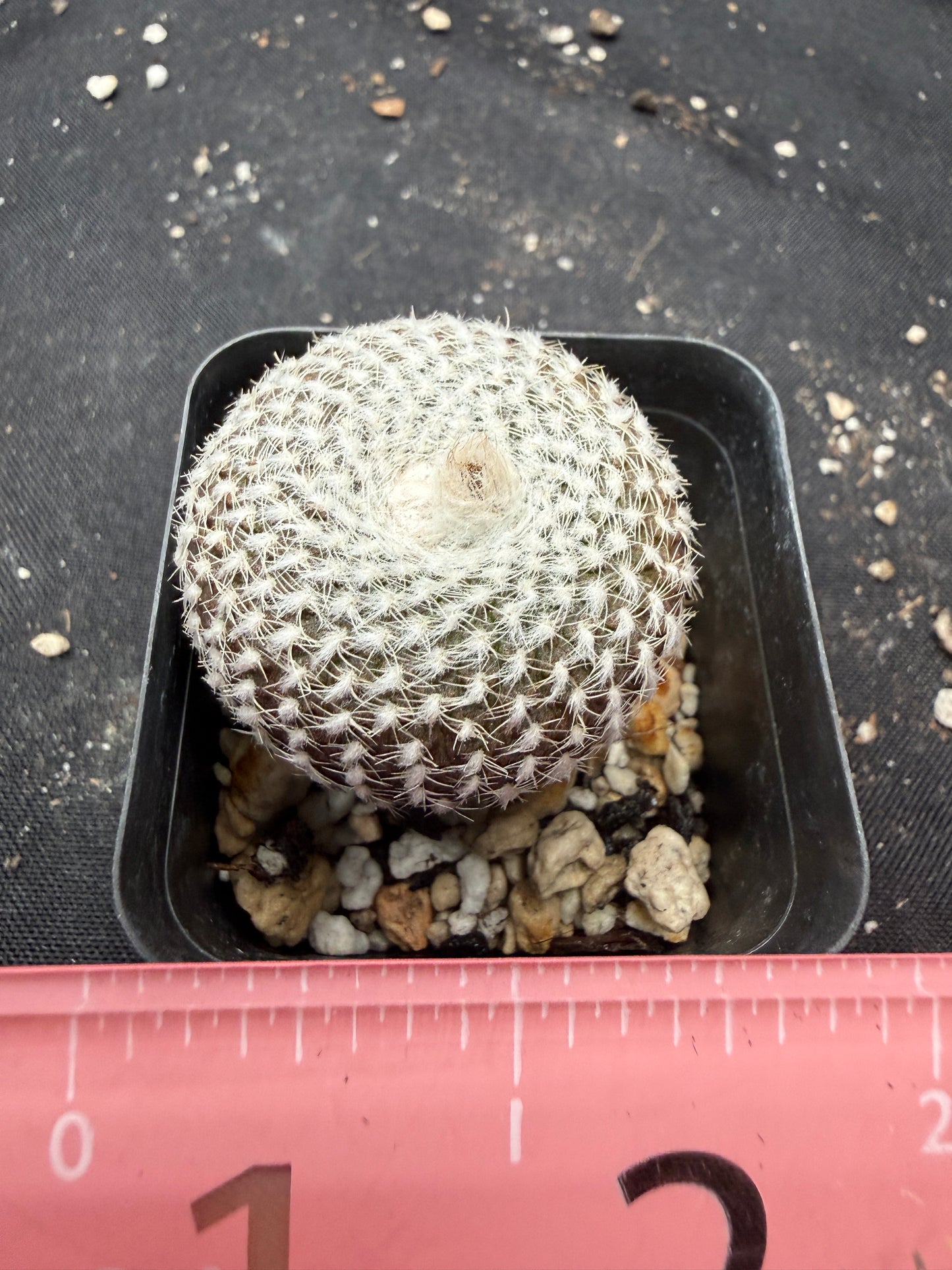 Frailea larae rare plant 511