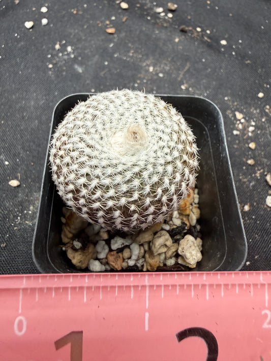 Frailea larae rare plant 511