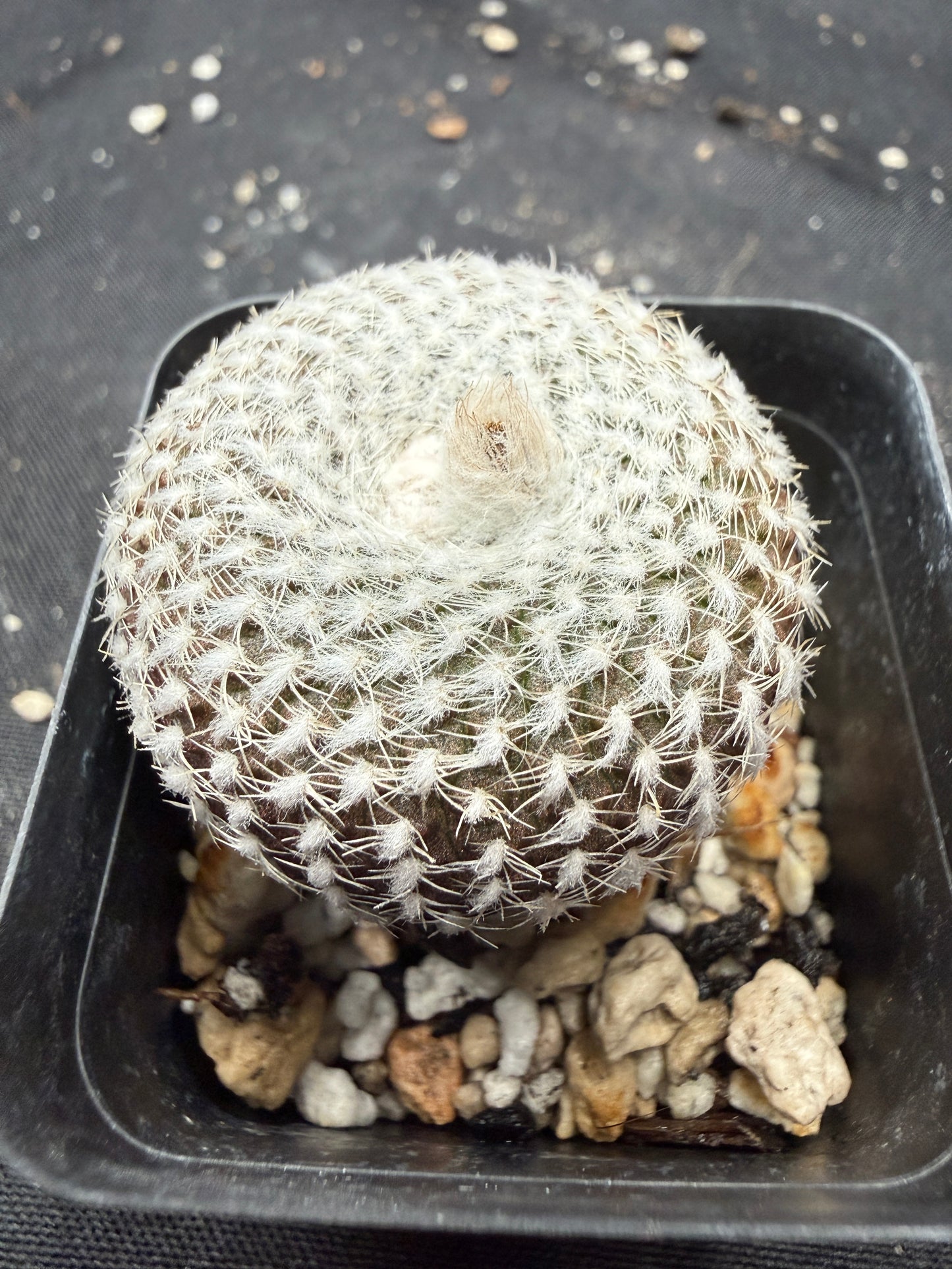 Frailea larae rare plant 511