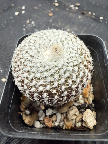 Frailea larae rare plant 511