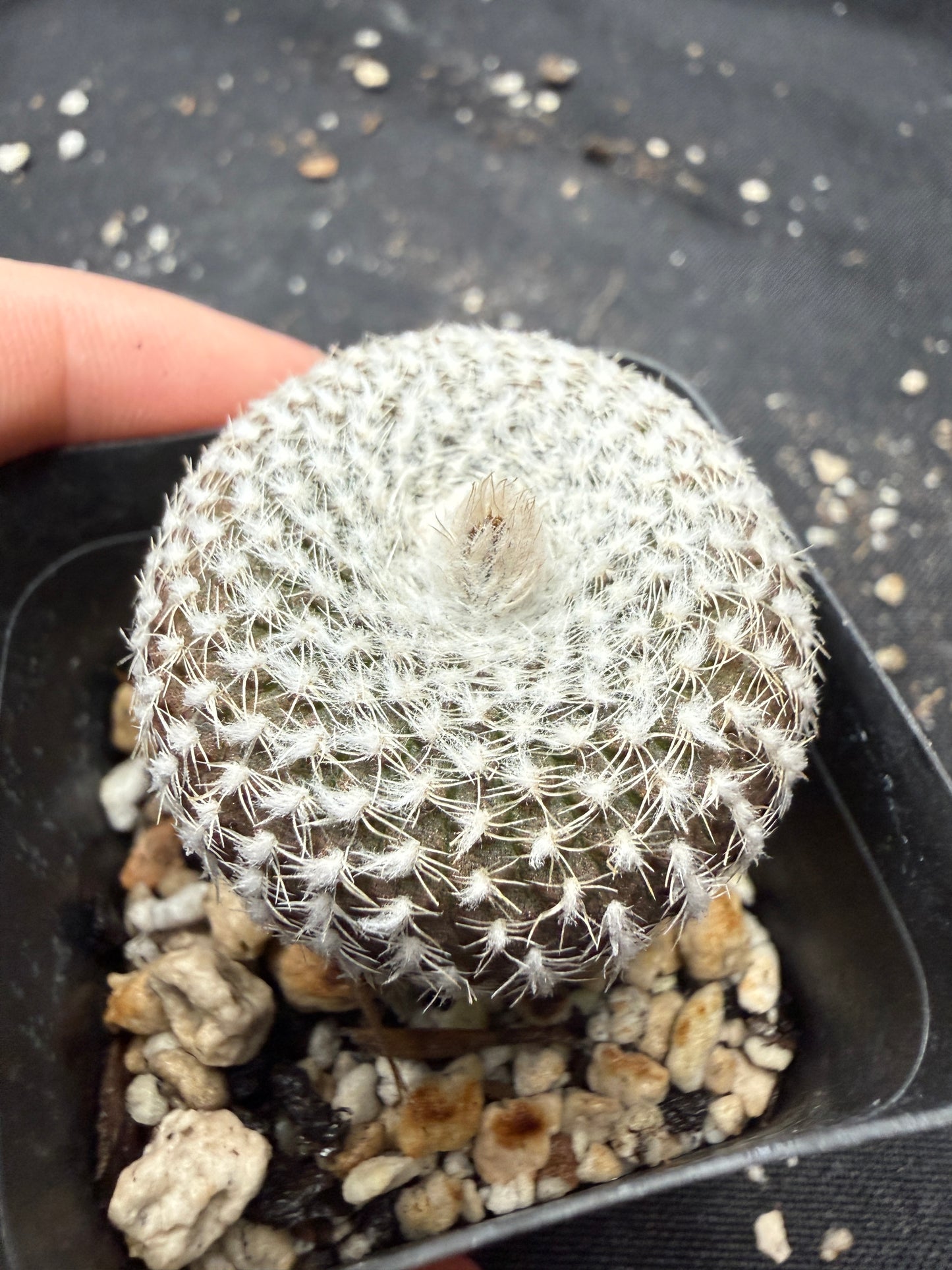 Frailea larae rare plant 511