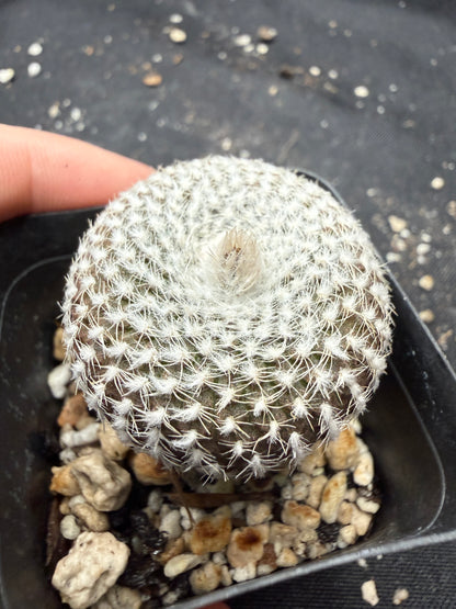 Frailea larae rare plant 511