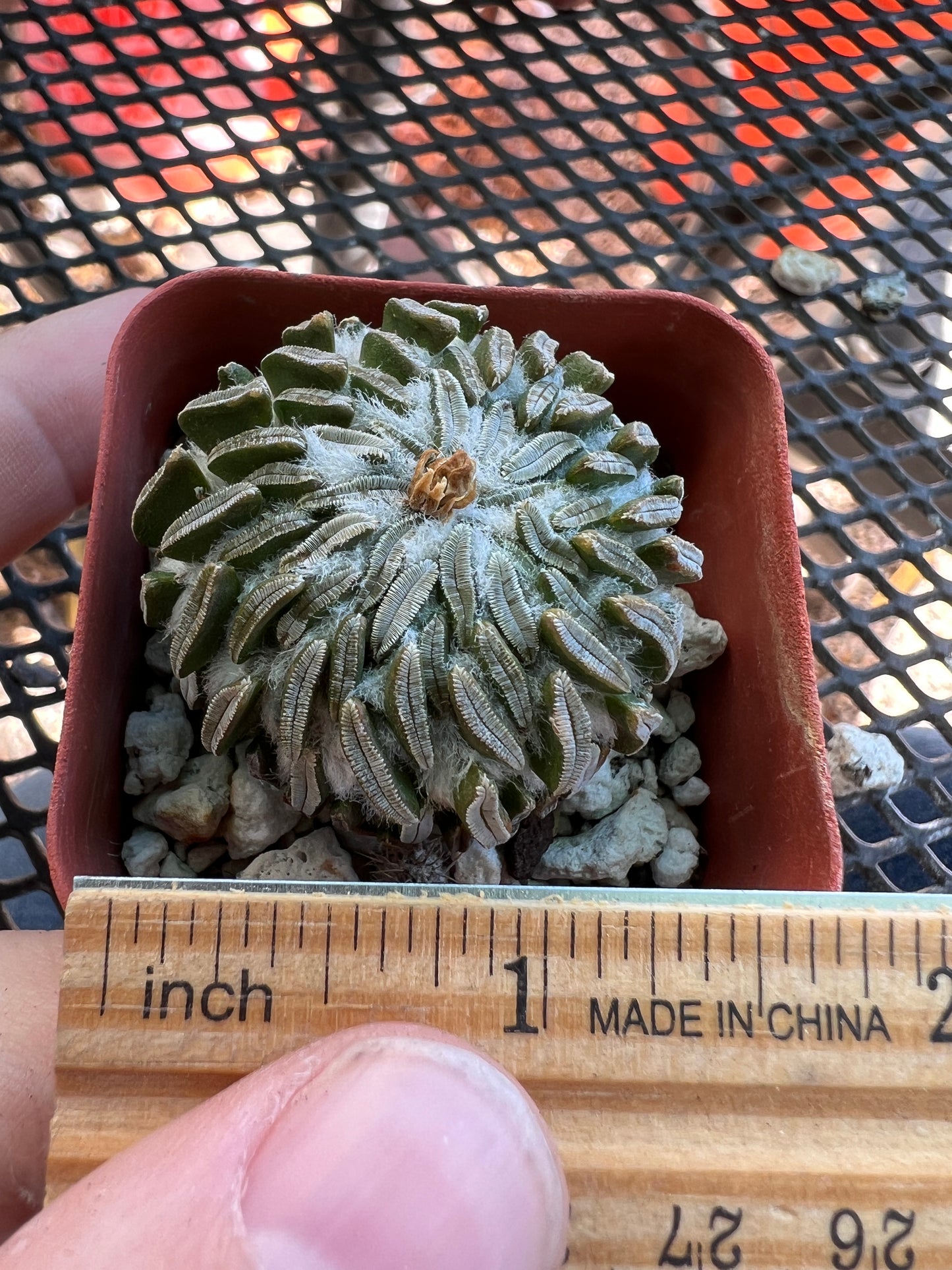 Pelecyphora asseliformis rare cactus big #1