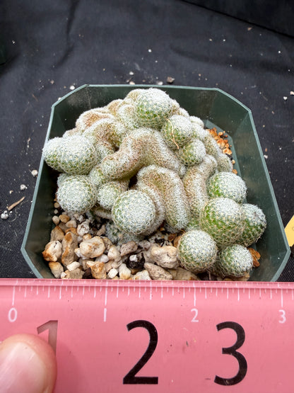 Mammillaria elegans crest 852