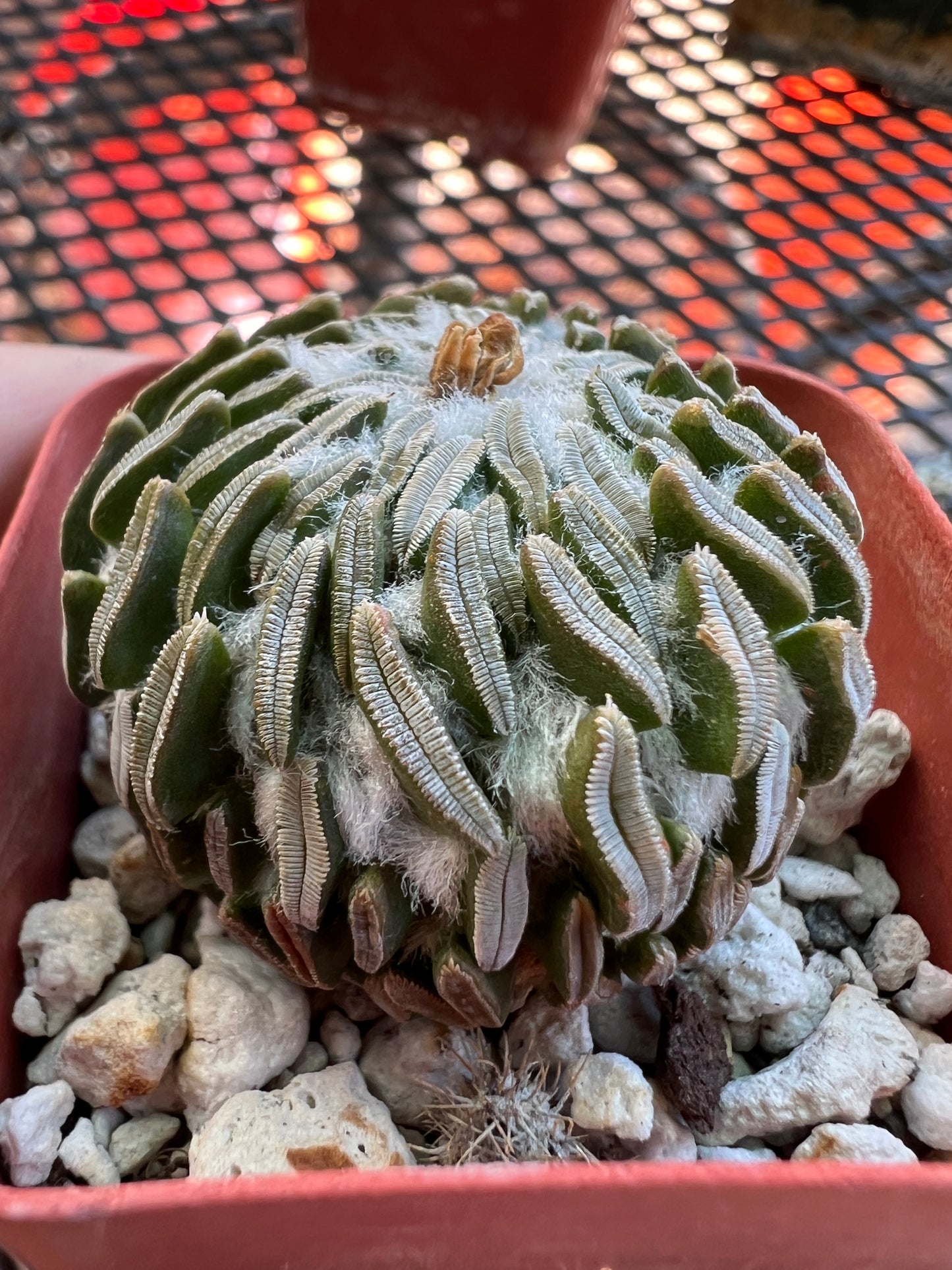 Pelecyphora asseliformis rare cactus big #1