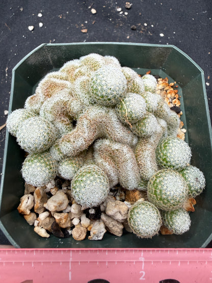 Mammillaria elegans crest 852
