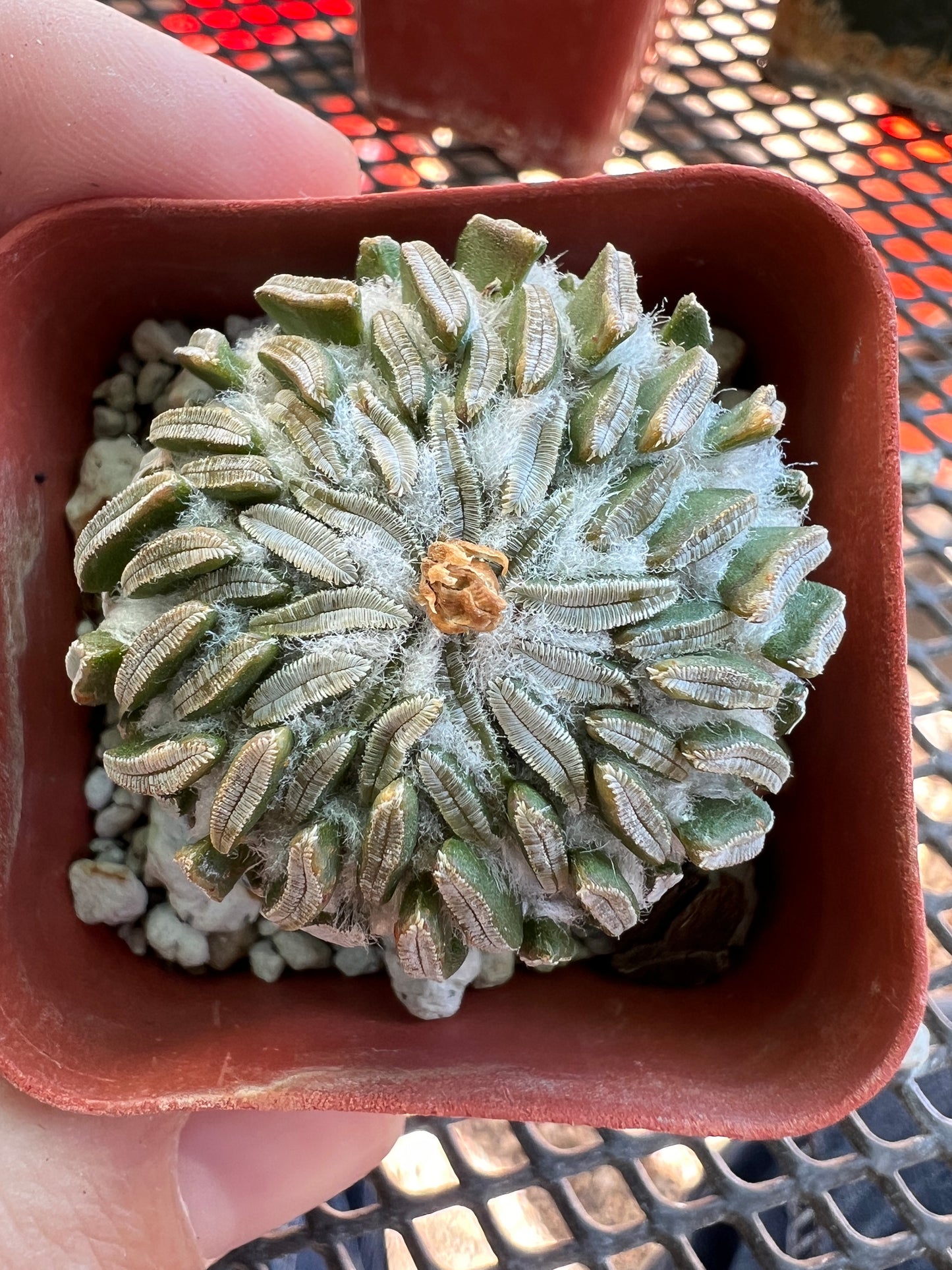 Pelecyphora asseliformis rare cactus big #1