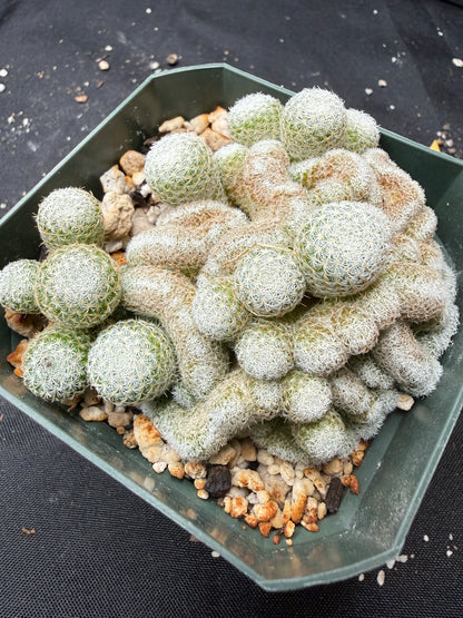 Mammillaria elegans crest 852