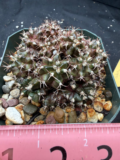 Gymnocalycium trex cluster 1437