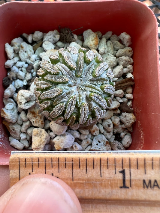 Pelecyphora asseliformis cactus #2