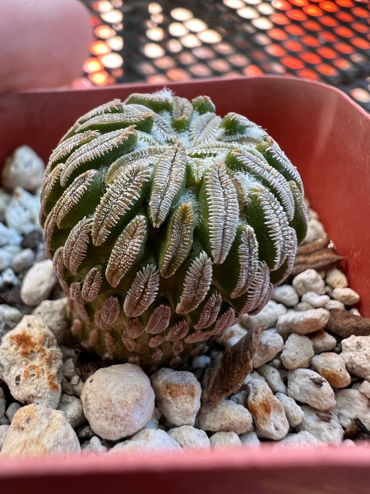 Pelecyphora asseliformis cactus #2