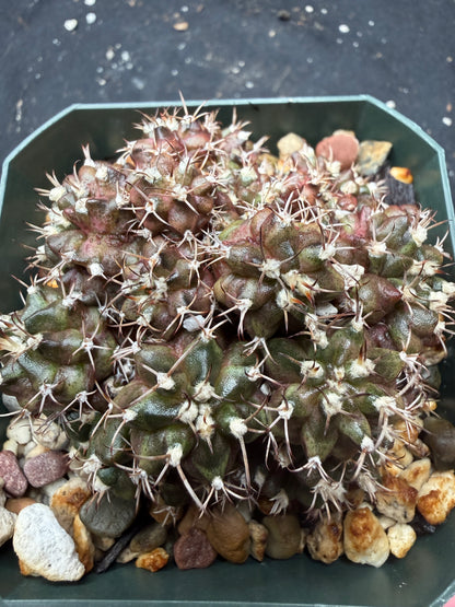 Gymnocalycium trex cluster 1437