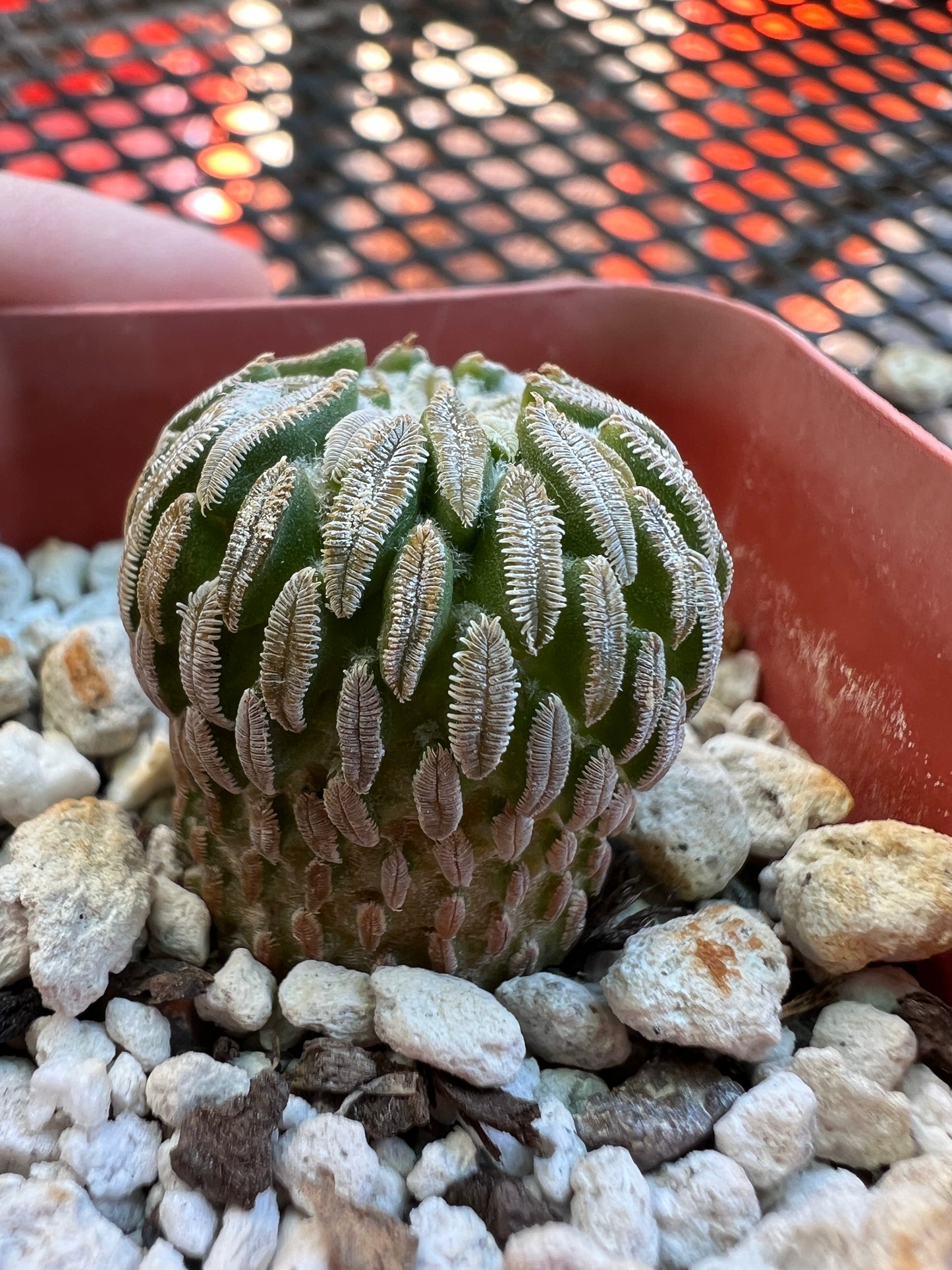 Pelecyphora asseliformis cactus #2