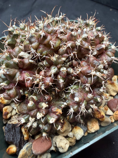 Gymnocalycium trex cluster 1437