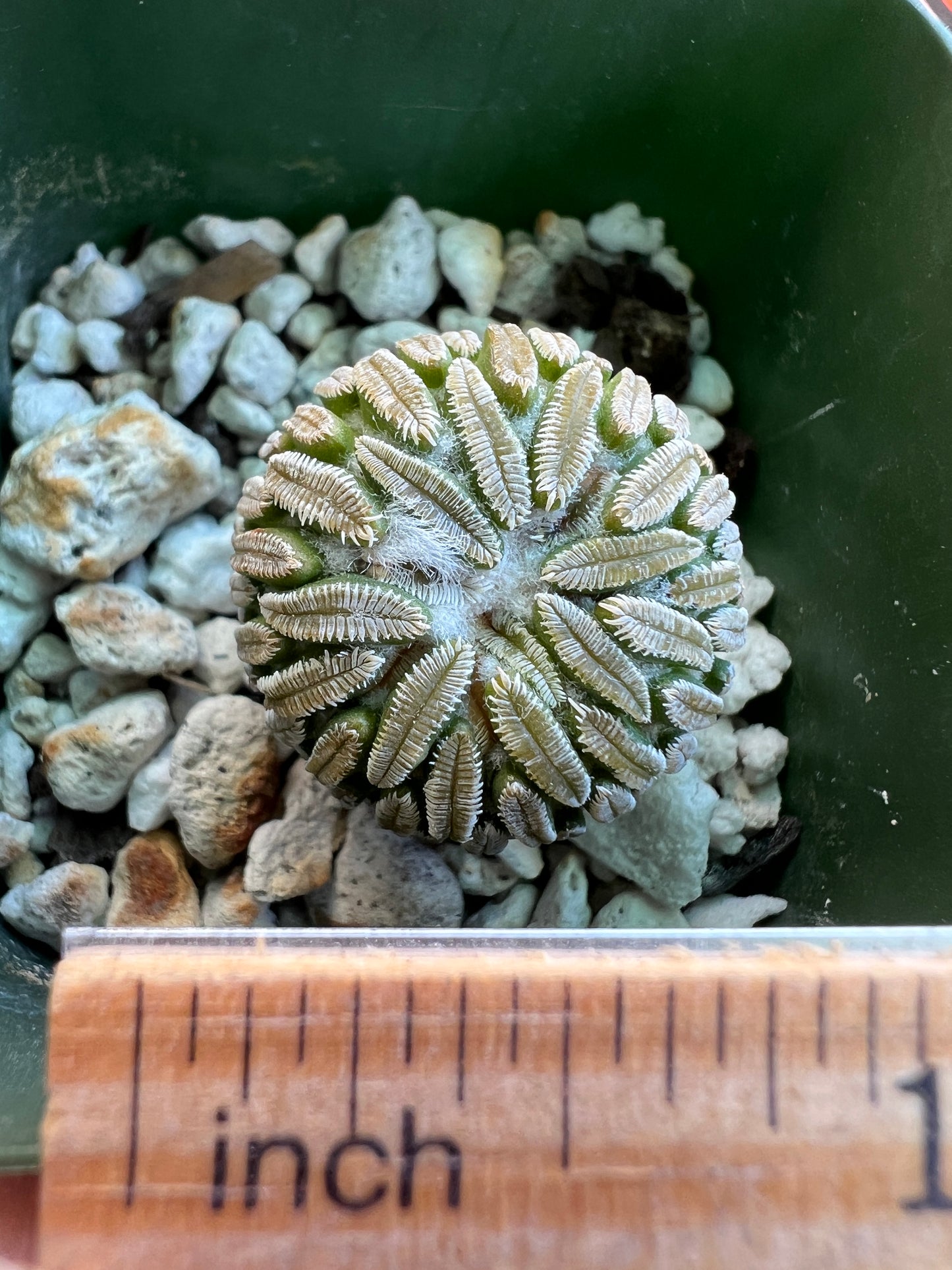 Pelecyphora asseliformis cactus #3