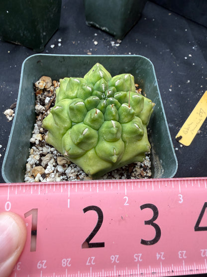 Gymnocalycium transformer 848