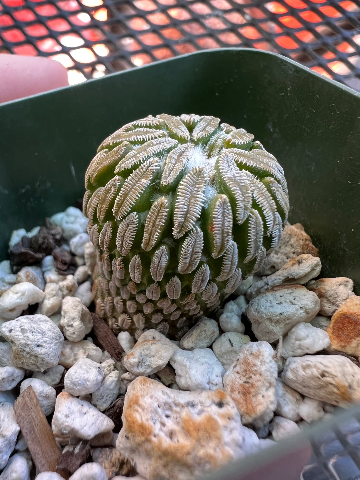 Pelecyphora asseliformis cactus #3