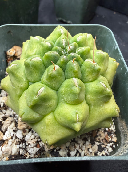 Gymnocalycium transformer 848