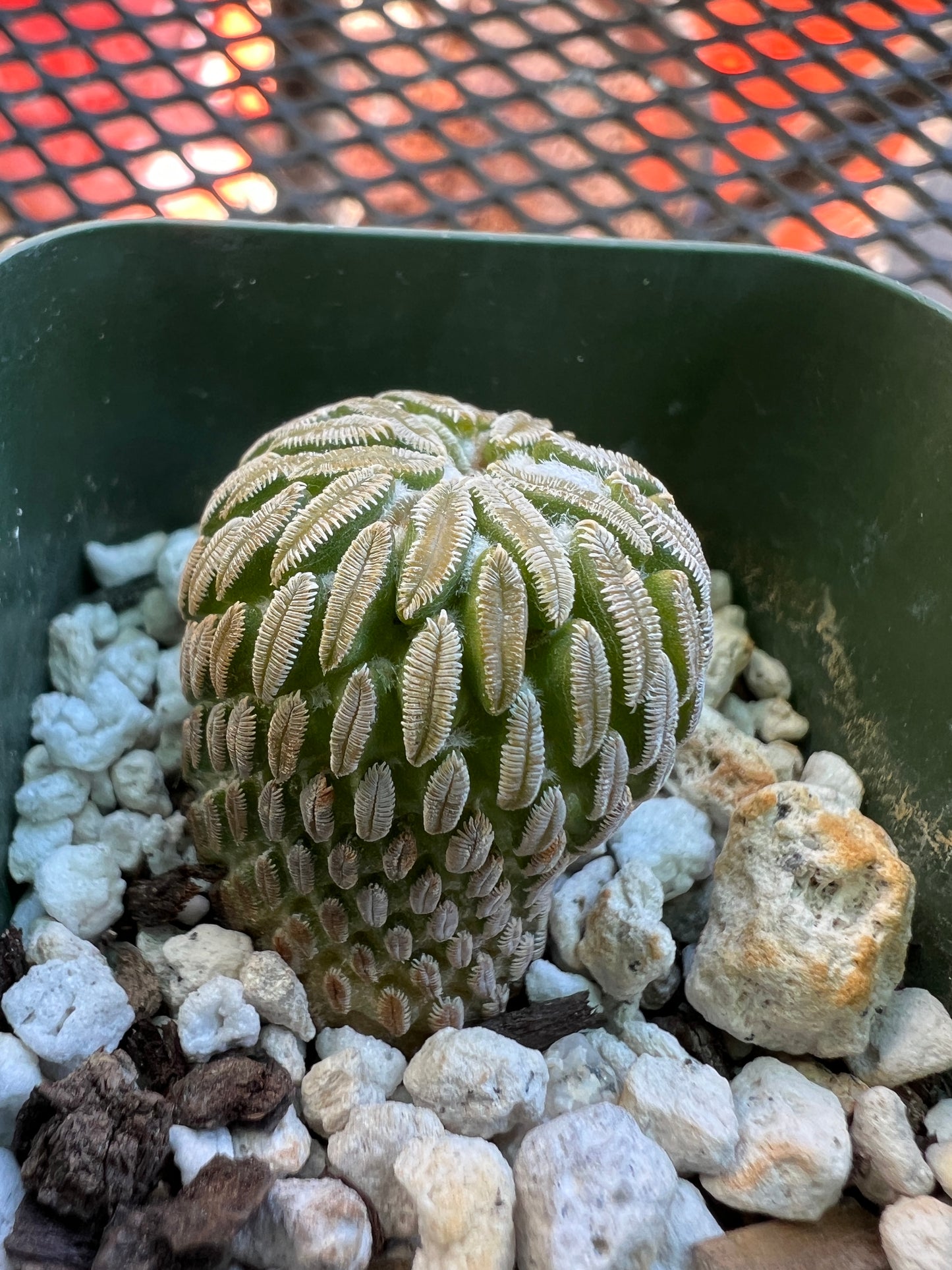 Pelecyphora asseliformis cactus #3