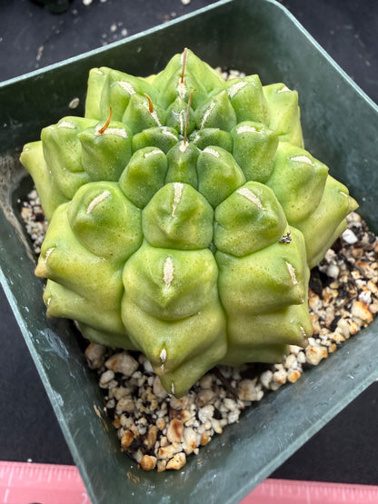 Gymnocalycium transformer 848