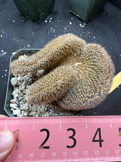 Lobivia aracnacantha crest 850