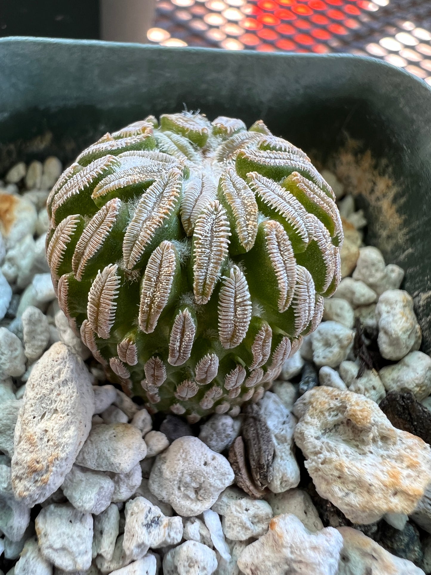 Pelecyphora asseliformis cactus #4