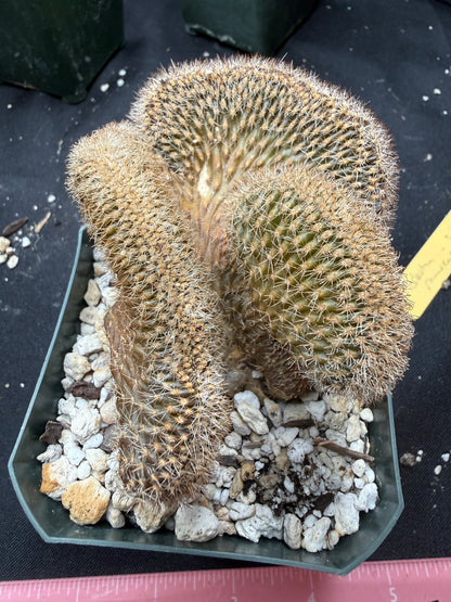 Lobivia aracnacantha crest 850