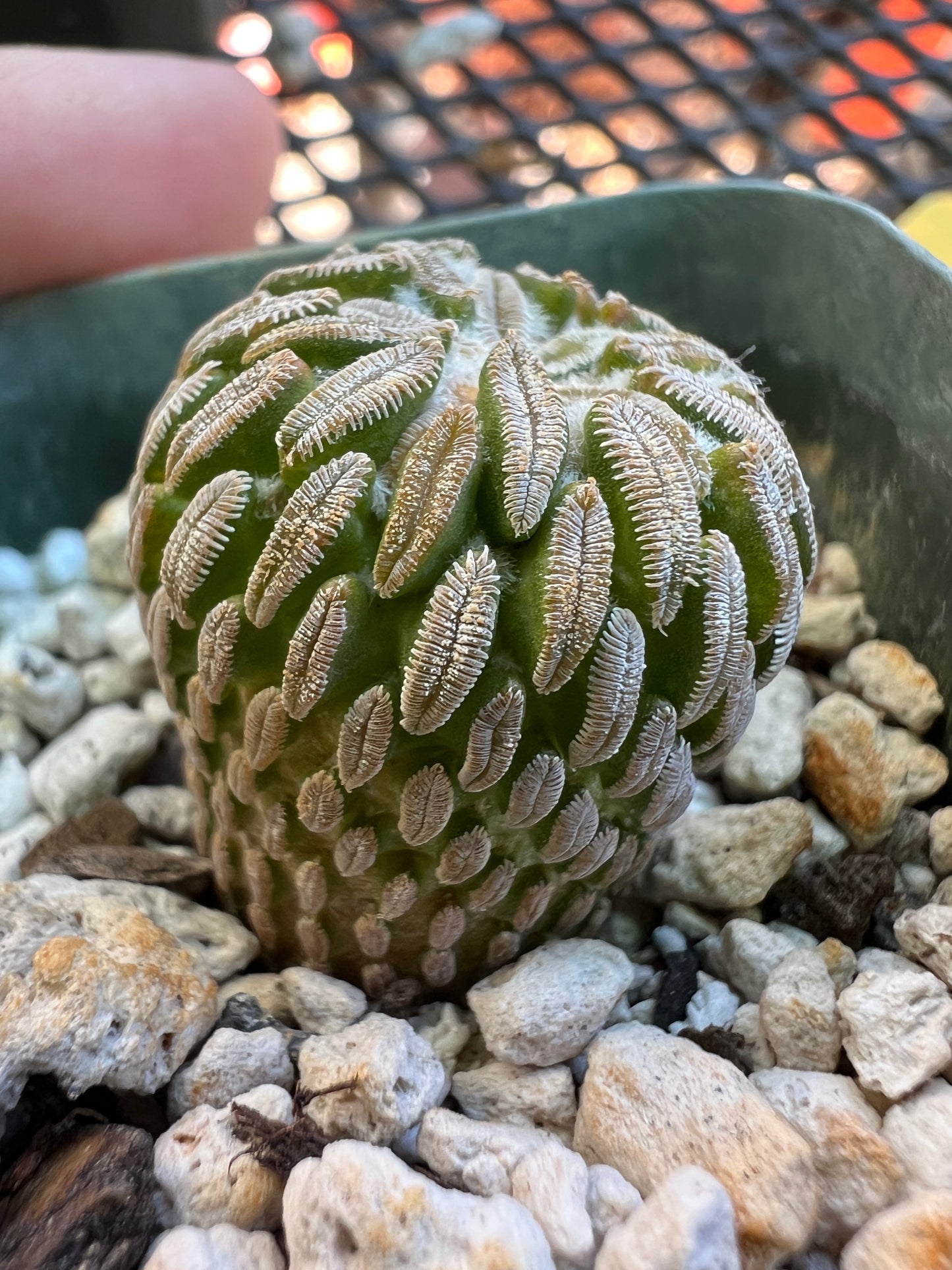 Pelecyphora asseliformis cactus #4